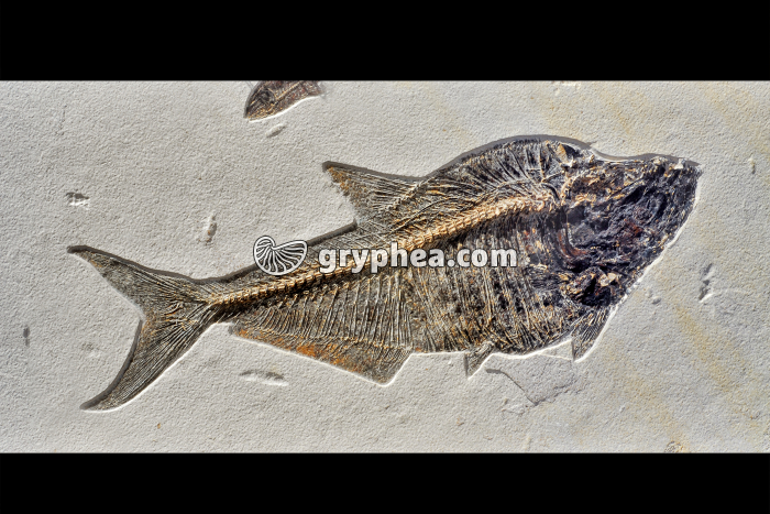 Poisson fossile - gryphea.com